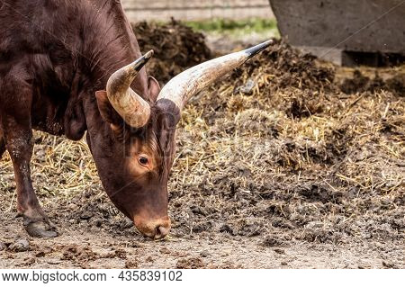 Big Brown Cow With Big Watussi Horns Bred In Africa Walks The Earth Looking For Food