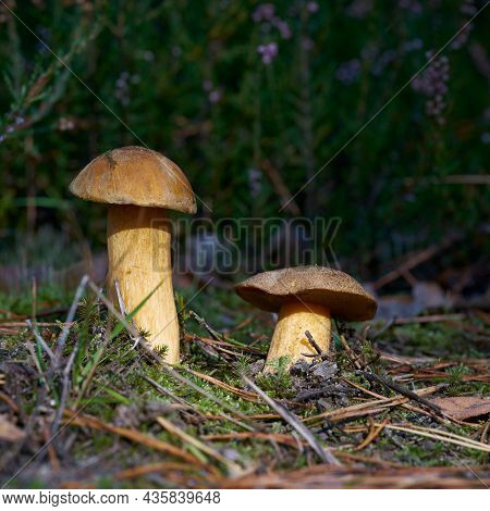 Velvet Bolete (suillus Variegatus) On The Forest Floor In Autumn