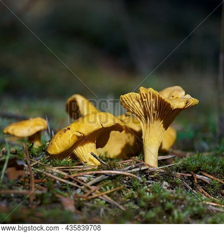 Chanterelles (cantharellus Cibarius) On The Ground In A Forest In Autumn