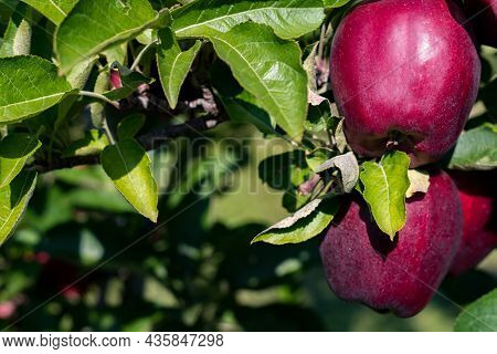 Two Delicious Apples At A U-pick Orchard Ready For Picking 