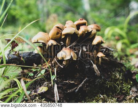 Pholiota Aurivella. Golden-colored Mushrooms Grow On A Tree