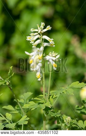 Pale Corydalis (pseudofumaria Alba) Flowers
