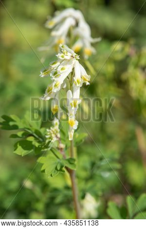 Pale Corydalis (pseudofumaria Alba) Flowers