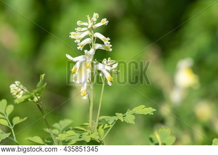 Pale Corydalis (pseudofumaria Alba) Flowers