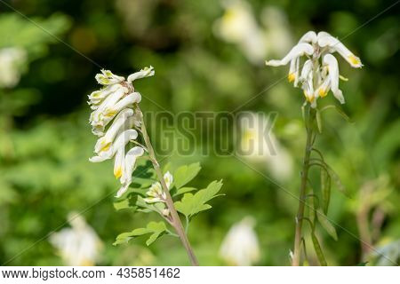 Pale Corydalis (pseudofumaria Alba) Flowers