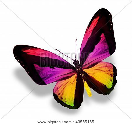 Farbe-Schmetterling, isolated on white