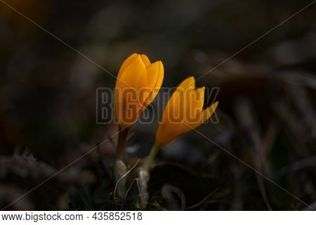 Crocus Flavus Couple Yellow Flower Dark Background