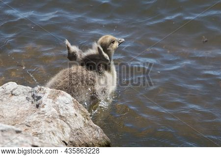 The View Of A Gosling Jumoing Into The Water.