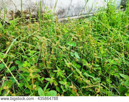 A Closeup Shot Of Dudhi Medicine Plant. Selective Focus On Subject, Background Blur