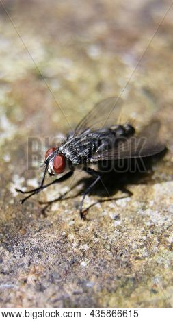 Vertical Macro Shot Of A Common Flesh Fly Having A Black And White Body And Red Eyes Sitting On The 