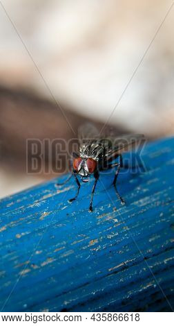 Vertical Macro Shot Of A Common Flesh Fly With Its Black And White Body And Red Eyes Sitting On A Bl