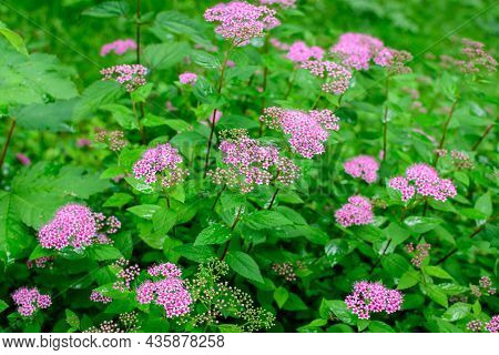 Close Up Of Large Branch With Delicate Pink Flowers Of Spiraea Nipponica Genpei Shrub In Full Bloom 