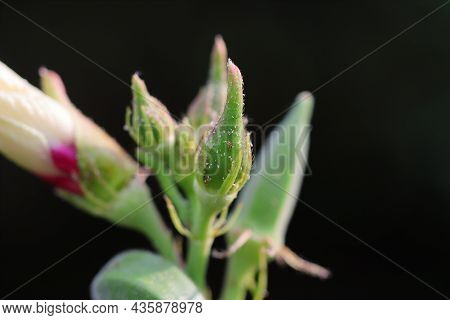 Close -up Of Organic Hybrid Thai Variety Okra Fruit Or Raw Okra Vegetable Grows On The Okra Plant In