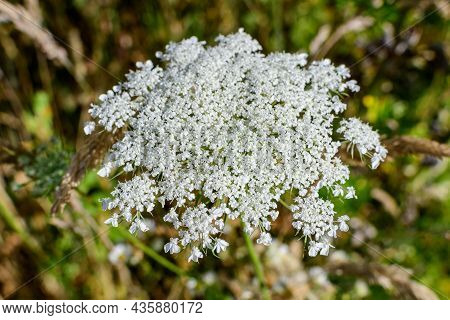 Many Delicate White Flowers Of Anthriscus Sylvestris Wild Perennial Plant, Commonly Known As Cow Bea