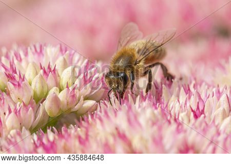 Honey Bee Collecting Pollen On Hylotelephium 'herbstfreude' (pink Sedum)