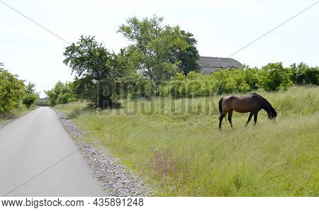 Beautiful Wild Brown Horse Stallion On Summer Flower Meadow