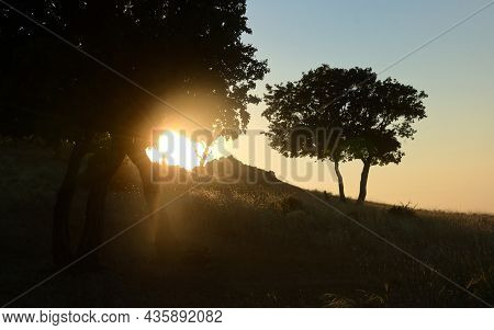 Oak Trees At Sunset In Macin, Romania In Summer
