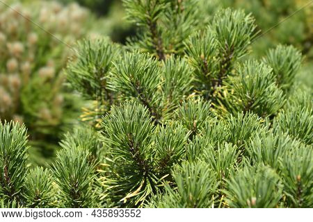 Dwarf Mountain Pine Carstens Wintergold - Latin Name - Pinus Mugo Carstens Wintergold