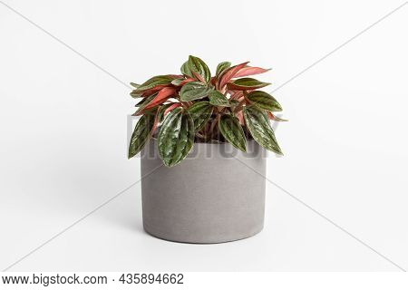 Peperomia Caperata Rosso Plants With Beautiful Leaves Texture Isolated On White Background, Potted P