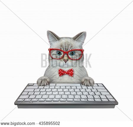 An Ash Cat Programmer In A Red Bow Tie And Glasses Is Typing On A Keyboard Of Computer. White Backgr