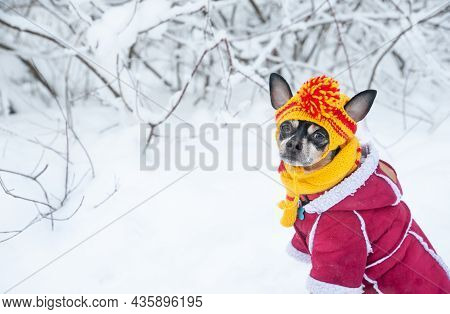 Dog In A Funny Knitted Hat With Pumpon In The Winter Forest, A Space For Text, Concept  Warm Clothes