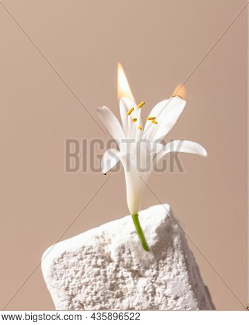 Lilium Is A Genus Of Herbaceous Flowering Plant With Fire , Modern Creative Art Still Life