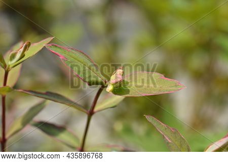 St. Johns Wort Tricolor - Latin Name - Hypericum X Moserianum Tricolor