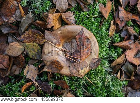 Toxic Mushroom Paxillus Involutus Growing In The Forest