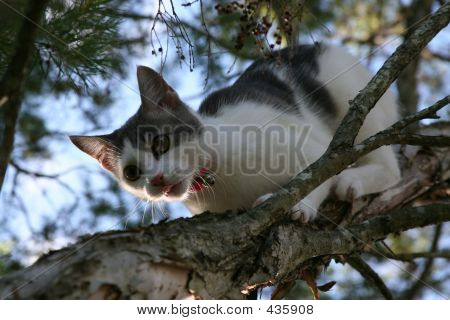 cat climbing down