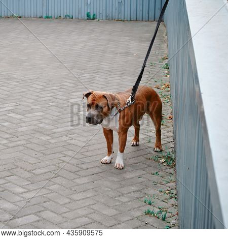 Dog Of Breed American Staffordshire Terrier In A Collar On A Leash Is Waiting For The Owner