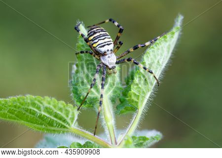 Argiope Bruennichi (wasp Spider) On Web, Invasive Species Of Orb-web Spider Distributed Throughout C