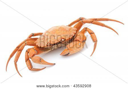 Red Boiled Crab Isolated On White Background