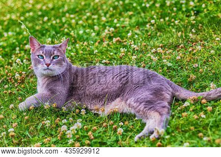 Big And Gray Abyssin Cat With Bright Emerald Eyes Lying On A Green Meadow