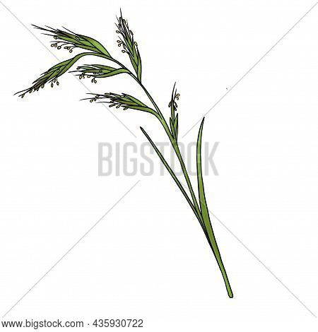 Drawing Plant Of Palmarosa , Cymbopogon Martinii, Isolated At White Background, Hand Drawn Illustrat