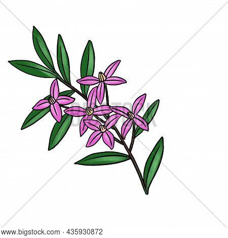 Drawing Branch Of Boronia Isolated At White Background, Hand Drawn Illustration