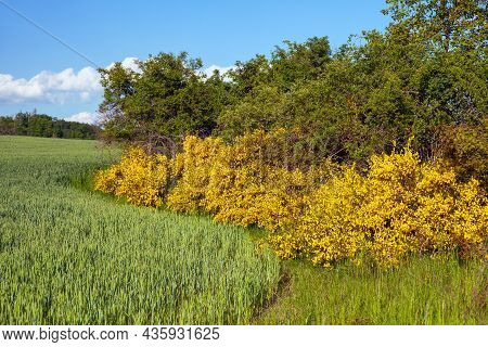 Cytisus Scoparius, The Common Broom Or Scotch Broom Yellow Flowering In Blooming Time