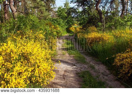 Cytisus Scoparius, The Common Broom Or Scotch Broom Yellow Flowering In Blooming Time And Dirt Road,