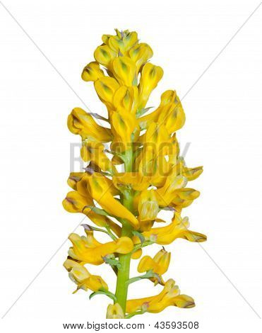 Kwiaty o aromacie