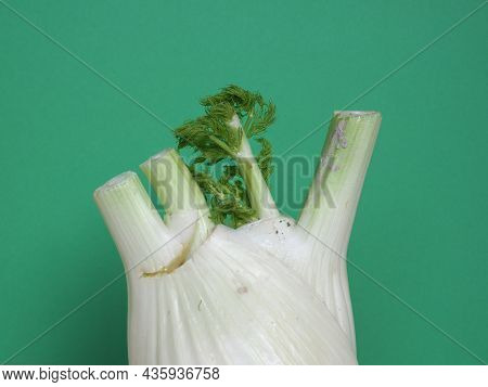 Fennel Vegetables Food