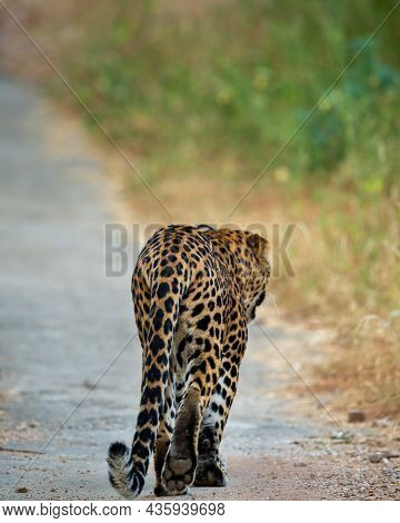 Back Profile Of A Indian Wild Male Leopard Or Panther Walking On A Jungle Track In Natural Green Bac