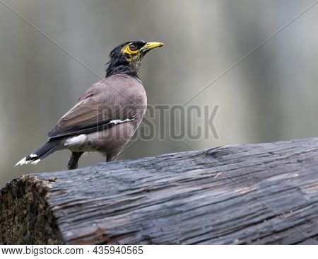 The Common Myna Or Indian Myna, Sometimes Spelled Mynah, Is A Bird In The Family Sturnidae, Native T
