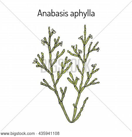 Anabasis Aphylla Medicinal Plant. Hand Drawn Botanical Vector Illustration