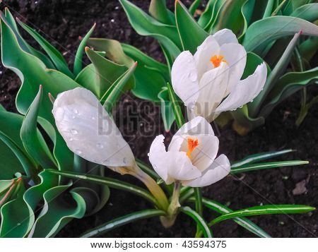 Primavera Dewy.snowdrops