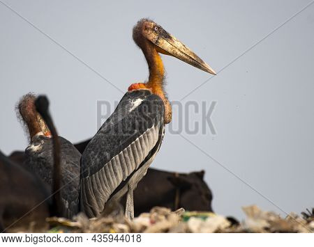 The Greater Adjutant Is A Member Of The Stork Family, Ciconiidae. Its Genus Includes The Lesser Adju