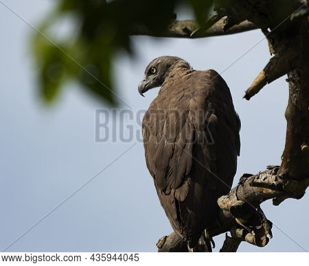 The Grey-headed Fish Eagle Is A Fish-eating Bird Of Prey From South East Asia. It Is A Large Stocky 