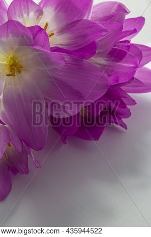 Colchicum Speciosum, Colchicum Autumnale Autumn Flowers, Plants On White Background. Natural Flowers