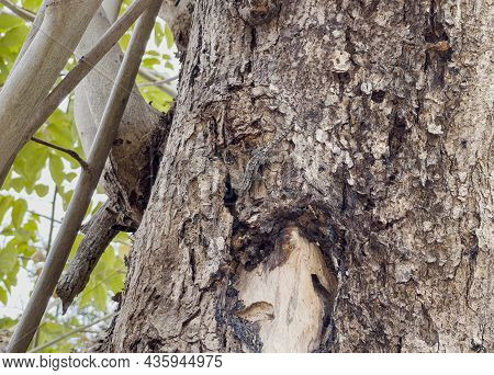A House Lizard Or Small Gecko Is Camouflaging On The Tree's Bark To Defense Itself From Predator.