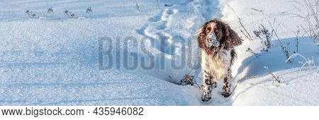 Fluffy English Springer Spaniel Runing Alone Near Cold White Snowdrift With Footprints In Trodden Pa