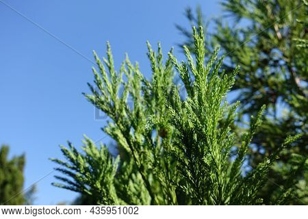 Blue Sky And Young Shoots Of Cryptomeria Japonica In Mid August