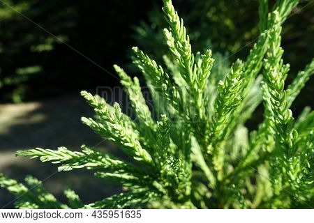 Close View Of Foliage Of Cryptomeria Japonica In Mid August